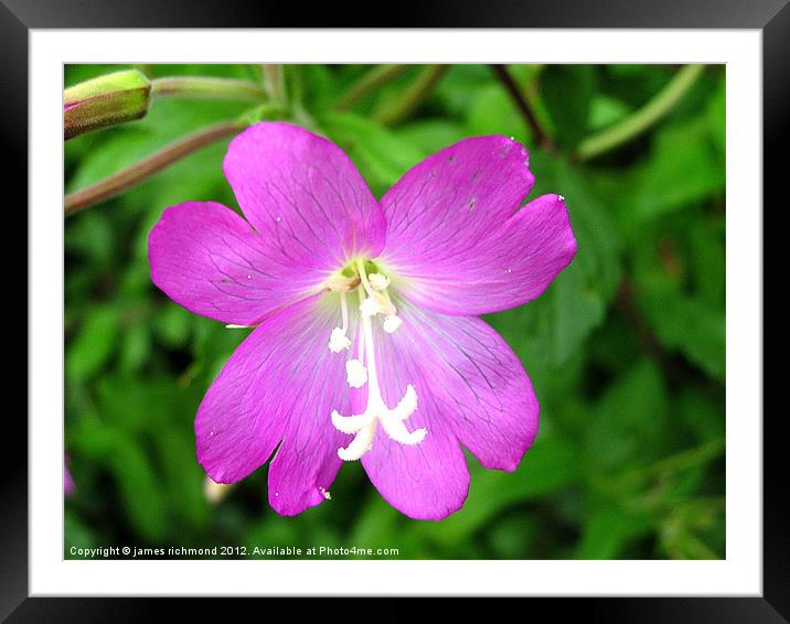 Great Hairy Willowherb Framed Mounted Print by james richmond