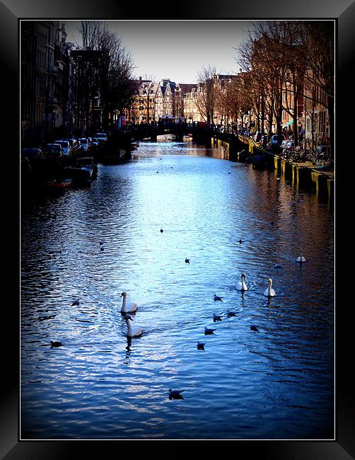 Swans in Amsterdam Framed Print by Emma Treeby
