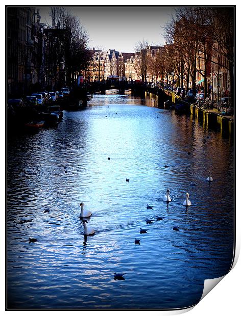 Swans in Amsterdam Print by Emma Treeby