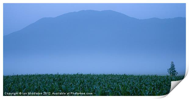 Summer mist Print by Ian Middleton