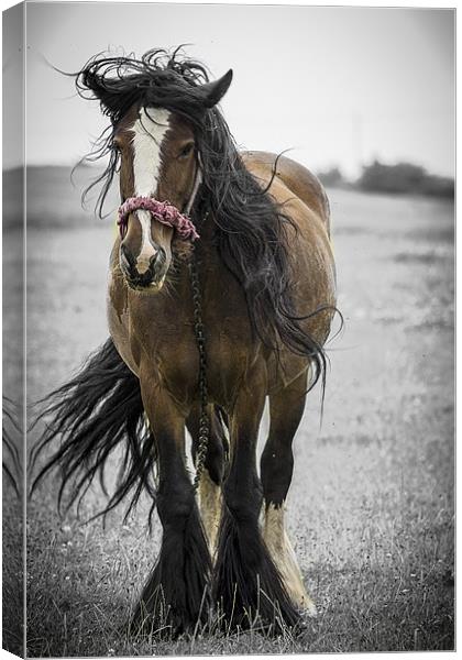 Bad Hair Day Canvas Print by richard downes