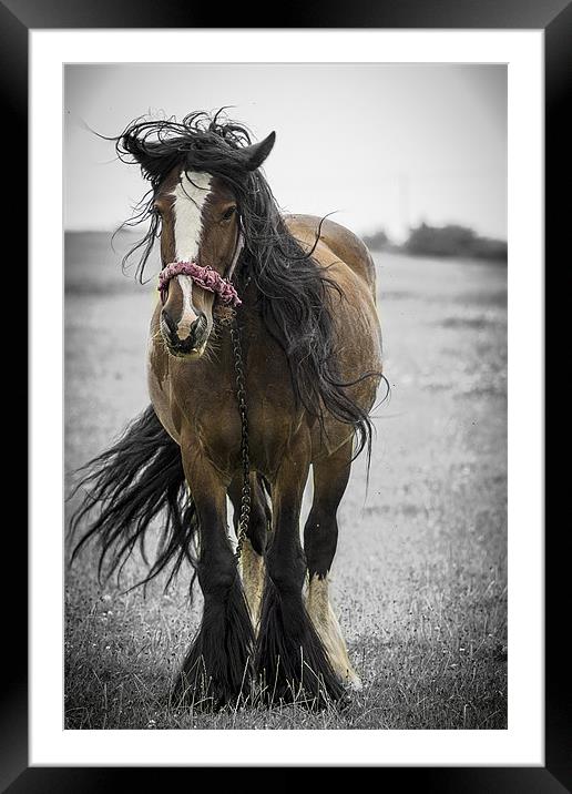 Bad Hair Day Framed Mounted Print by richard downes