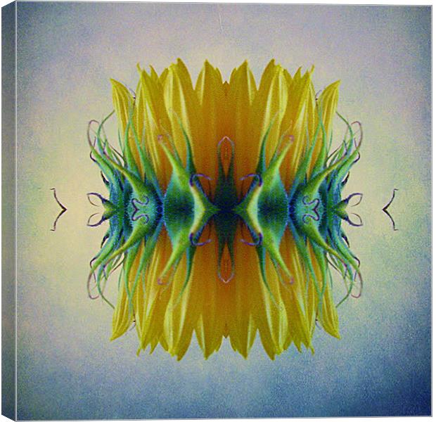 Sunflower abstract Canvas Print by Debra Kelday
