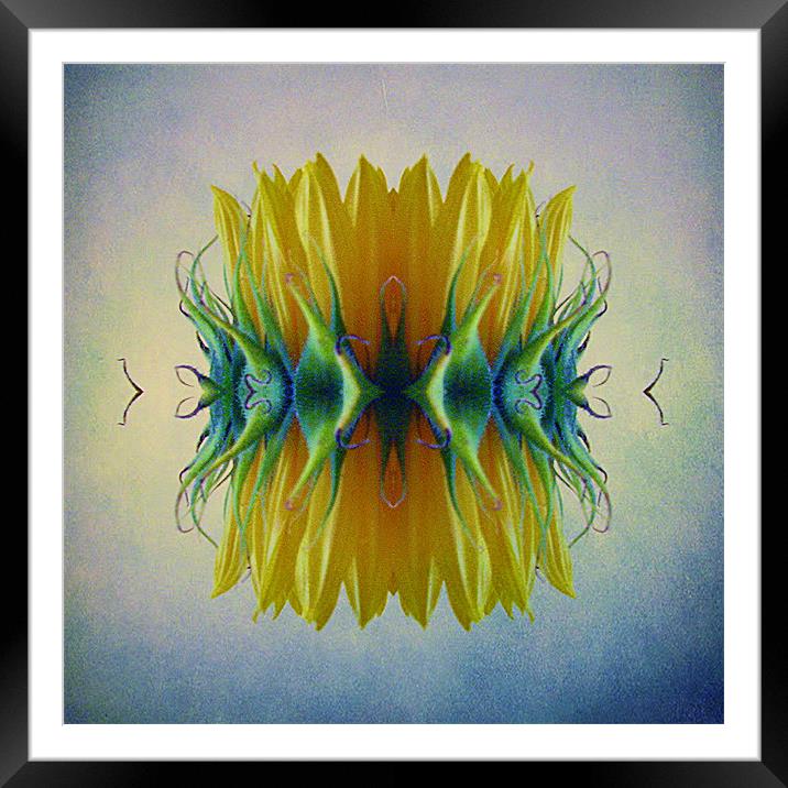 Sunflower abstract Framed Mounted Print by Debra Kelday