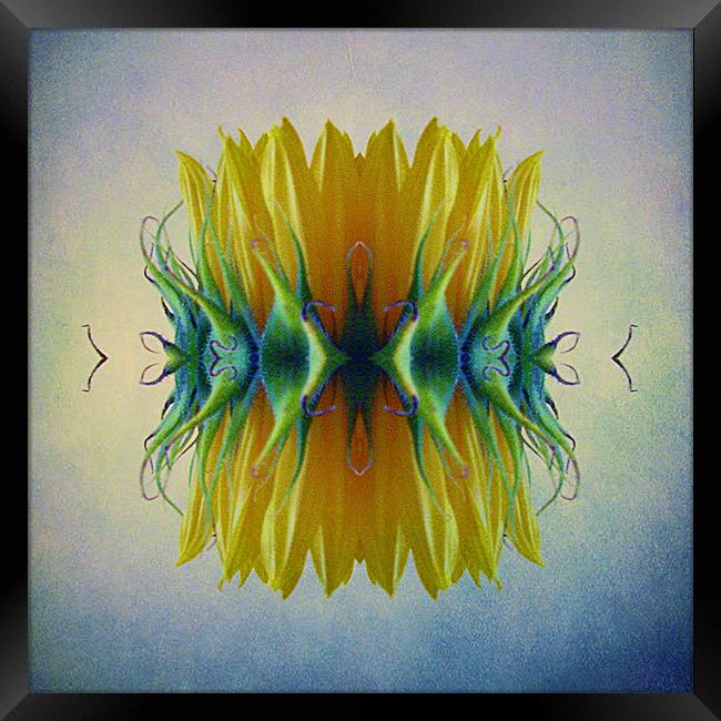 Sunflower abstract Framed Print by Debra Kelday