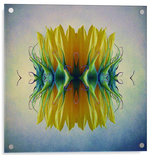 Sunflower abstract Acrylic by Debra Kelday