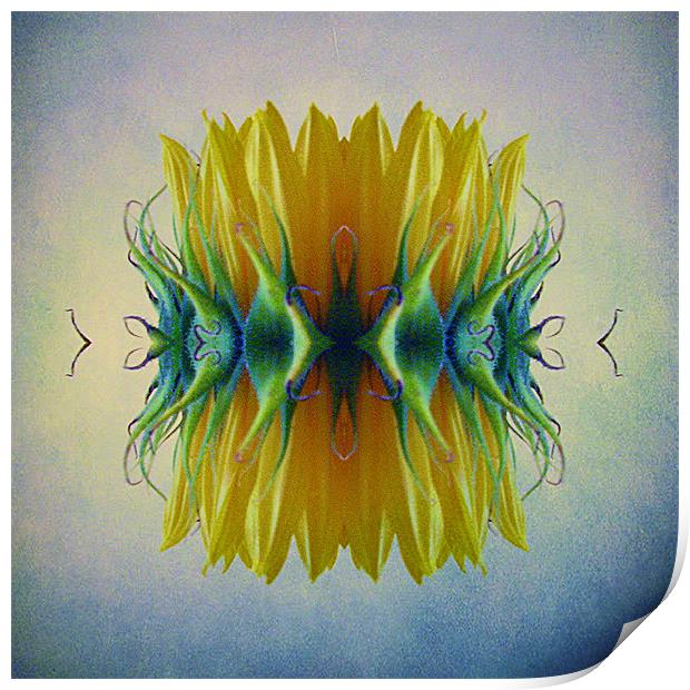 Sunflower abstract Print by Debra Kelday