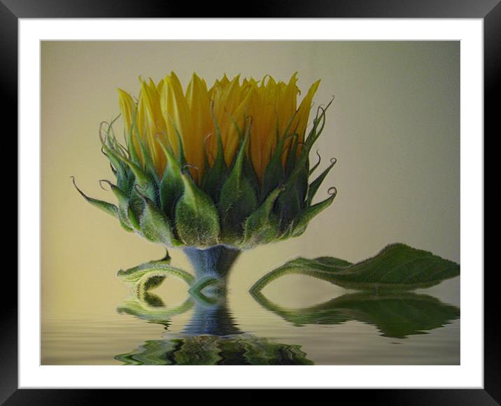 Sunflower Framed Mounted Print by Debra Kelday