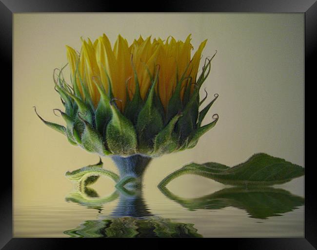 Sunflower Framed Print by Debra Kelday