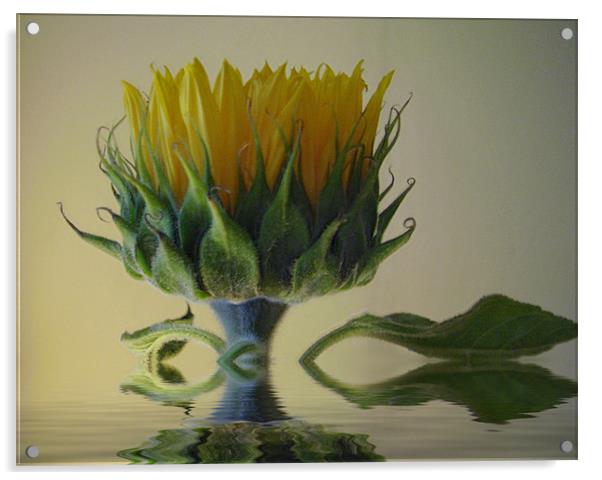 Sunflower Acrylic by Debra Kelday