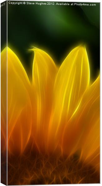 Golden Sunflower Canvas Print by Steve Hughes