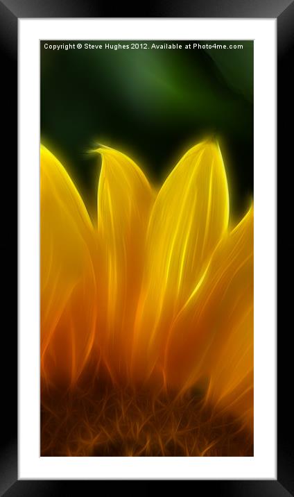 Golden Sunflower Framed Mounted Print by Steve Hughes
