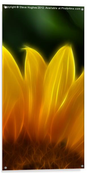 Golden Sunflower Acrylic by Steve Hughes