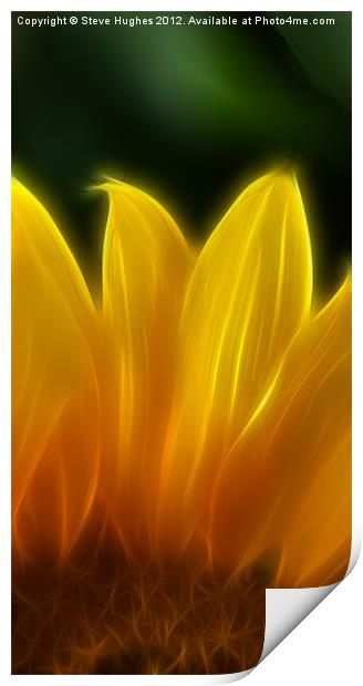 Golden Sunflower Print by Steve Hughes