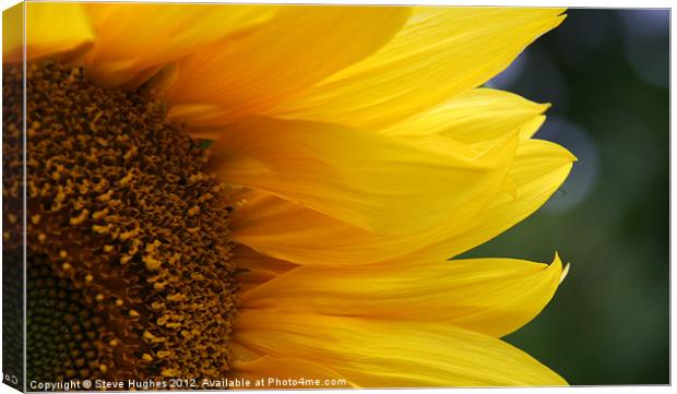 Sunflower in full bloom Canvas Print by Steve Hughes