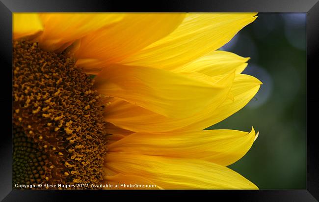 Sunflower in full bloom Framed Print by Steve Hughes