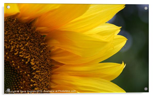 Sunflower in full bloom Acrylic by Steve Hughes