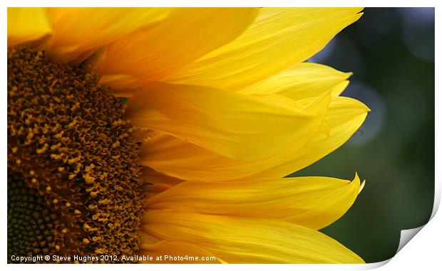 Sunflower in full bloom Print by Steve Hughes