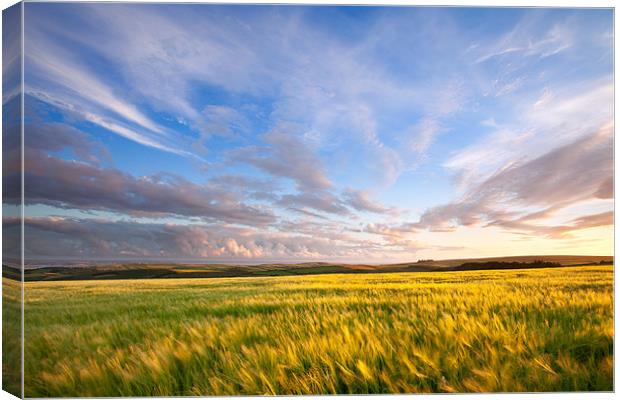 Barley On Willingcott Hill Canvas Print by Andrew Wheatley