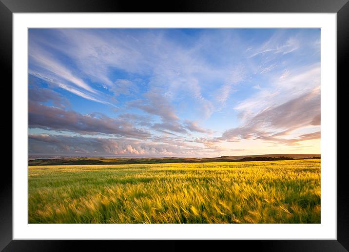 Barley On Willingcott Hill Framed Mounted Print by Andrew Wheatley