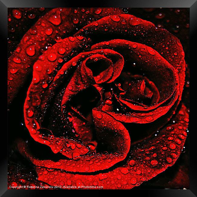 Red Rose Waterdrops Framed Print by Rosanna Zavanaiu
