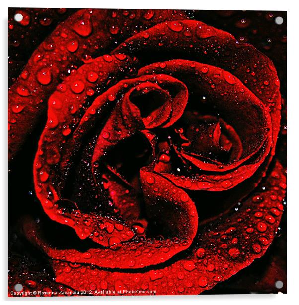 Red Rose Waterdrops Acrylic by Rosanna Zavanaiu