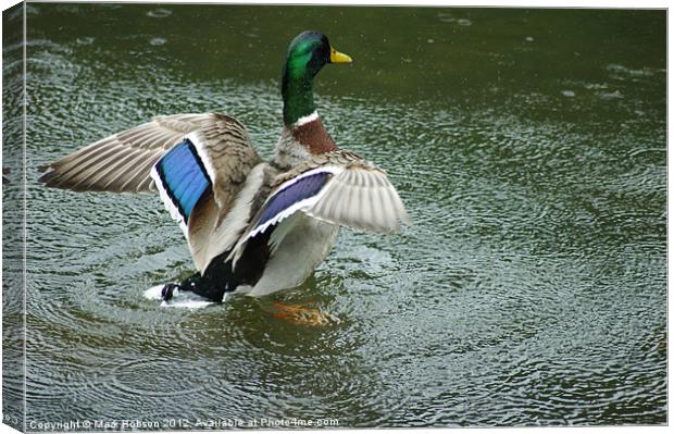 Mallard in the Rain Canvas Print by Mark Hobson