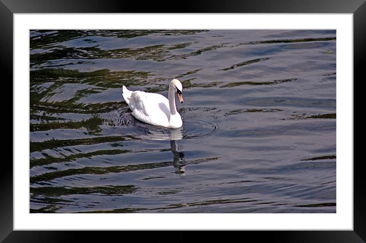 Mute Swan Framed Mounted Print by Tony Murtagh