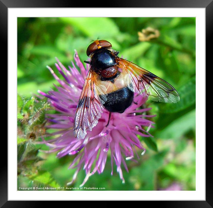 BEE FROM ABOVE Framed Mounted Print by David Atkinson
