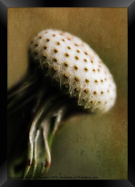 Dndelion Seedhead. Framed Print by Rosanna Zavanaiu