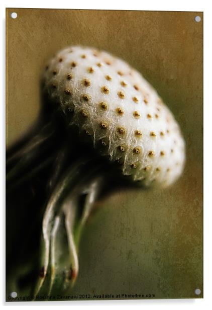 Dndelion Seedhead. Acrylic by Rosanna Zavanaiu
