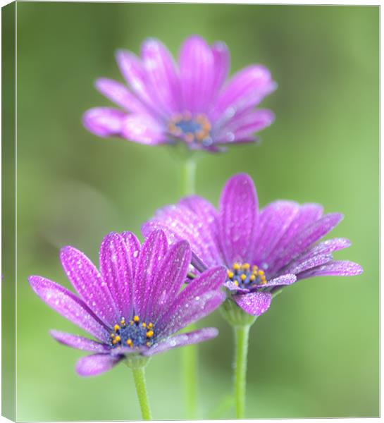 Cosmos Flowers Canvas Print by Clive Eariss