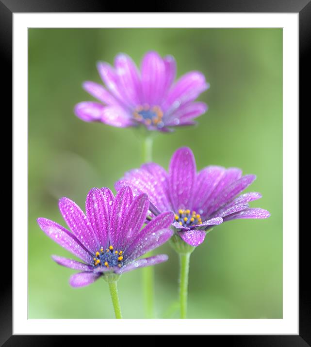 Cosmos Flowers Framed Mounted Print by Clive Eariss