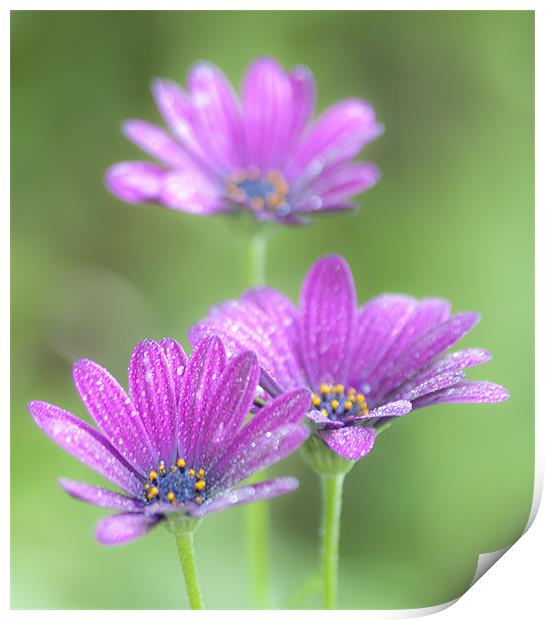 Cosmos Flowers Print by Clive Eariss