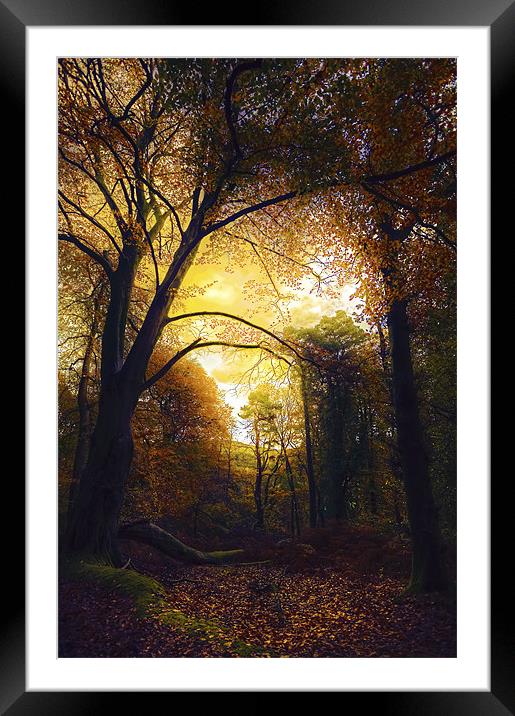 Autumn Glow in The Forest Framed Mounted Print by Mike Gorton