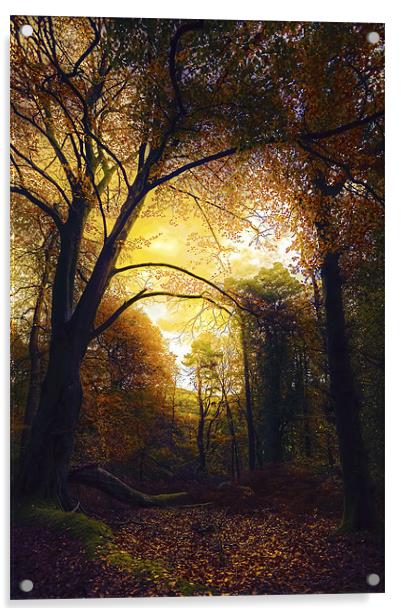 Autumn Glow in The Forest Acrylic by Mike Gorton