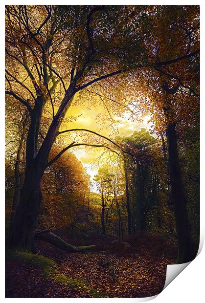 Autumn Glow in The Forest Print by Mike Gorton