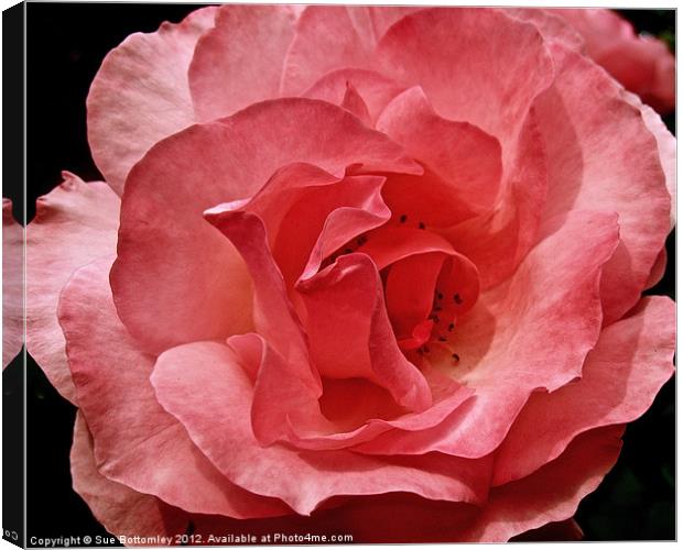 Pink Rose from above Canvas Print by Sue Bottomley