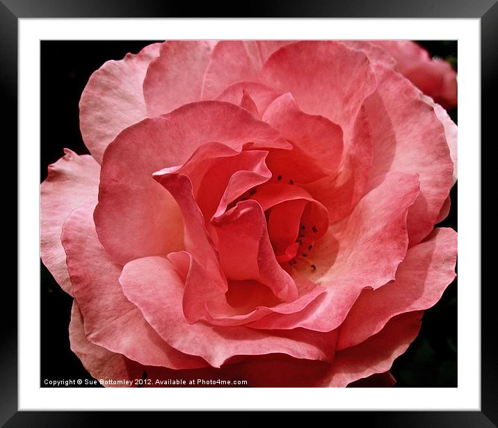 Pink Rose from above Framed Mounted Print by Sue Bottomley