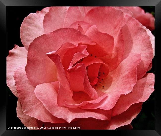 Pink Rose from above Framed Print by Sue Bottomley