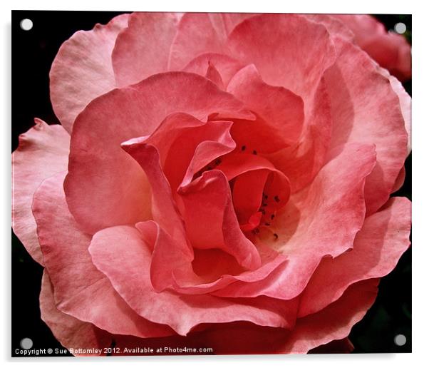 Pink Rose from above Acrylic by Sue Bottomley