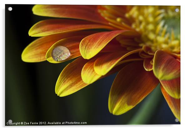 Waterdop on a Gerbera Daisy petal Acrylic by Zoe Ferrie