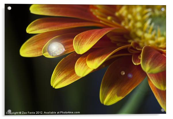 Waterdrop on Gerbera Daisy petal Acrylic by Zoe Ferrie