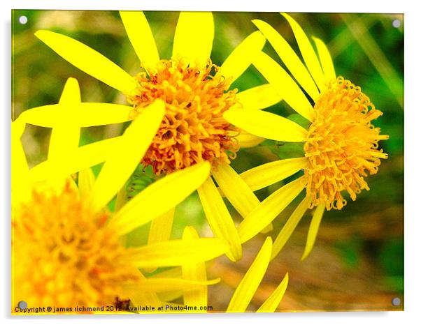 Field Fleawort Acrylic by james richmond