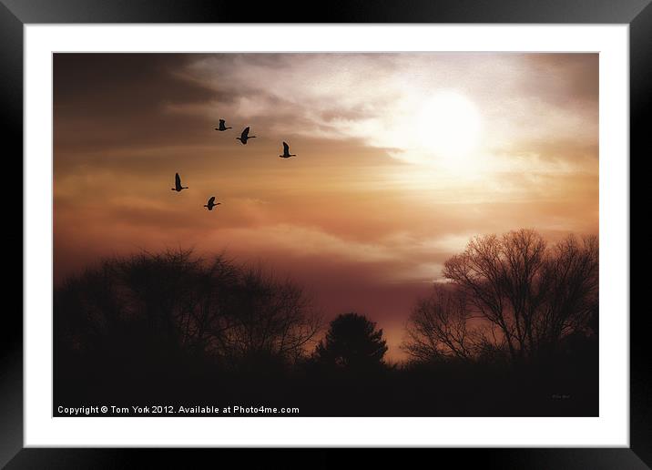 LAST FLIGHT OF THE DAY Framed Mounted Print by Tom York