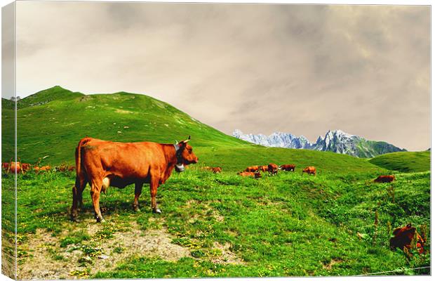 Cowbells in the Mountains Canvas Print by Andy White