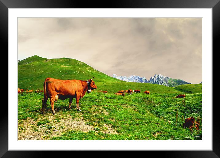 Cowbells in the Mountains Framed Mounted Print by Andy White