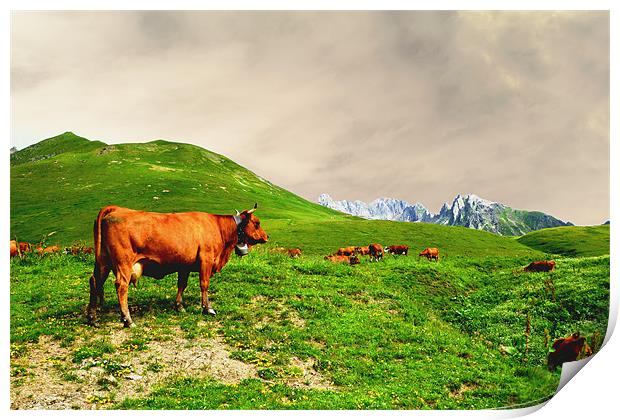 Cowbells in the Mountains Print by Andy White