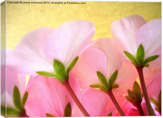 Pink and White Geranium Canvas Print by james richmond