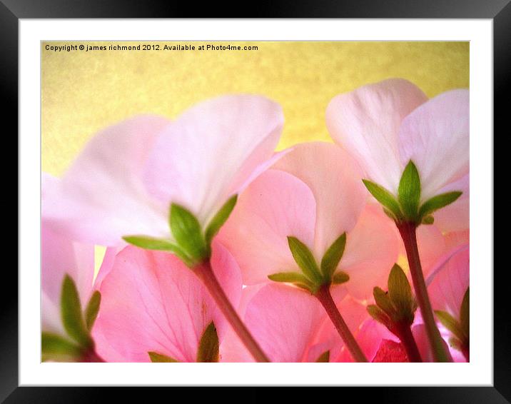 Pink and White Geranium Framed Mounted Print by james richmond